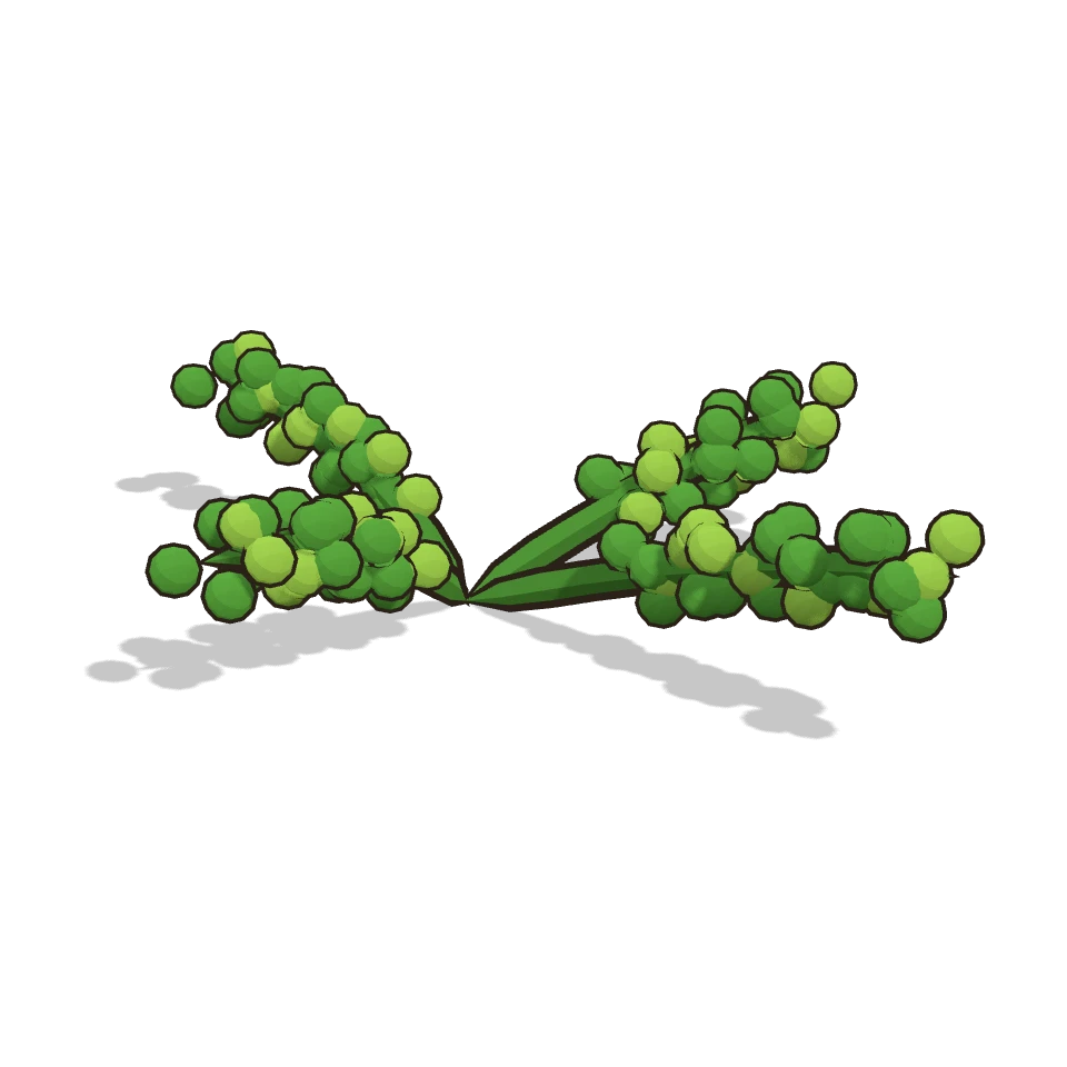 海葡萄 (Sea grapes)